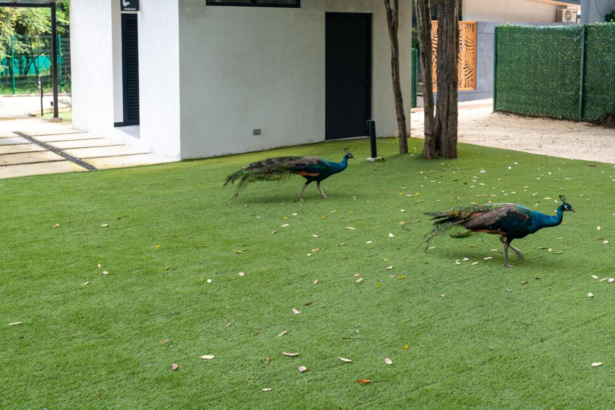 Epic Tamarindo Boutique Hotel Villarreal Εξωτερικό φωτογραφία
