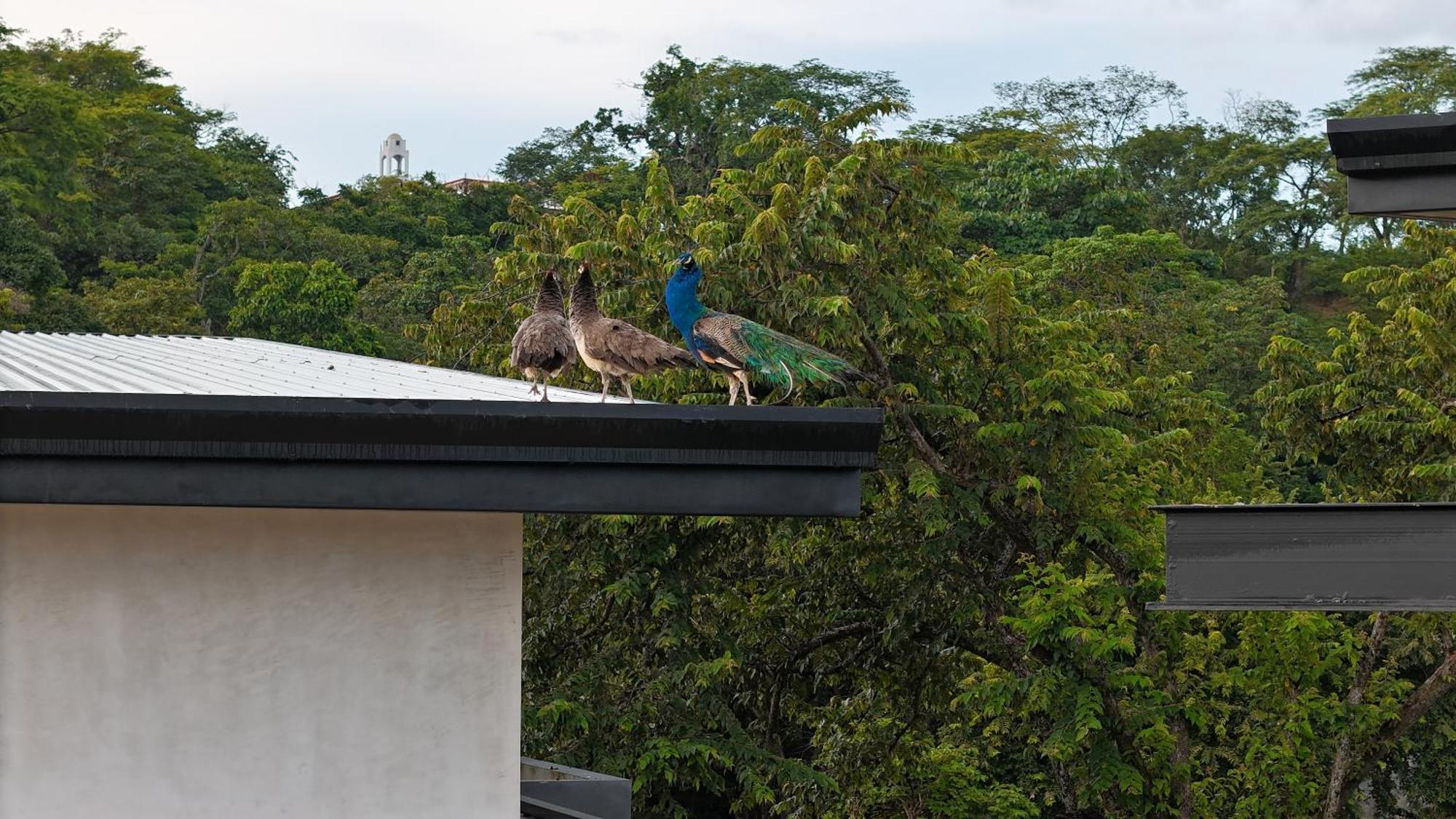 Epic Tamarindo Boutique Hotel Villarreal Εξωτερικό φωτογραφία